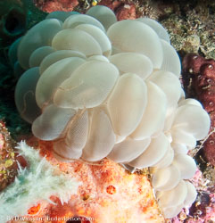 BD-090921-Bunaken-9213531-Plerogyra-sinuosa-(Dana.-1846)-[Rounded-bubblegum-coral].jpg